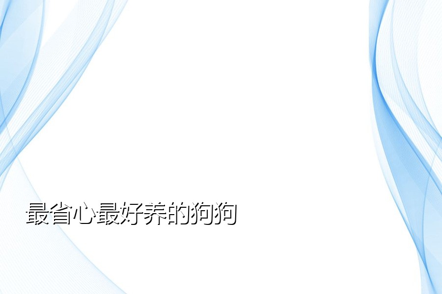 最省心最好养的狗狗